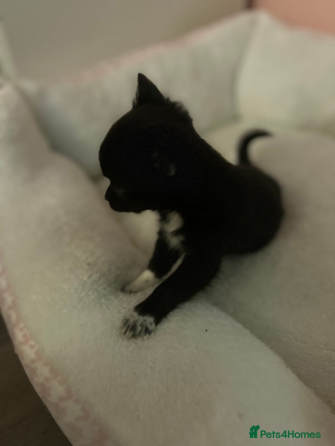 Chihuahua dogs for sale: Chihuahua Puppy - Image 3
