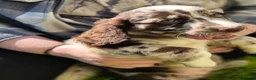 Cockerdor dogs for sale: F1b cockerdors - Advert 16