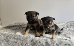 Mixed Breed dogs for sale: German Shepherd cross American bulldog puppies - Image 12