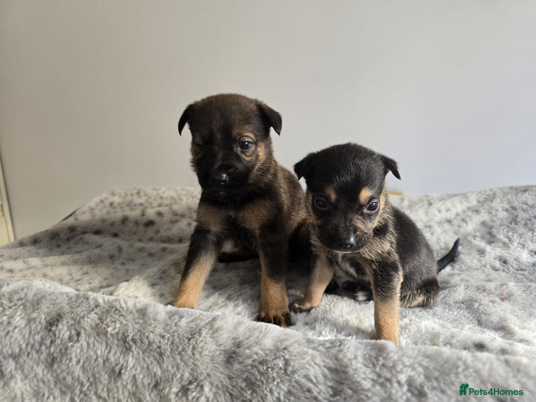 Mixed Breed dogs for sale: German Shepherd cross American bulldog puppies - Image 12