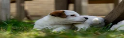 Jack Russell dogs for sale: Jack Russel puppies in Hull - Advert 5