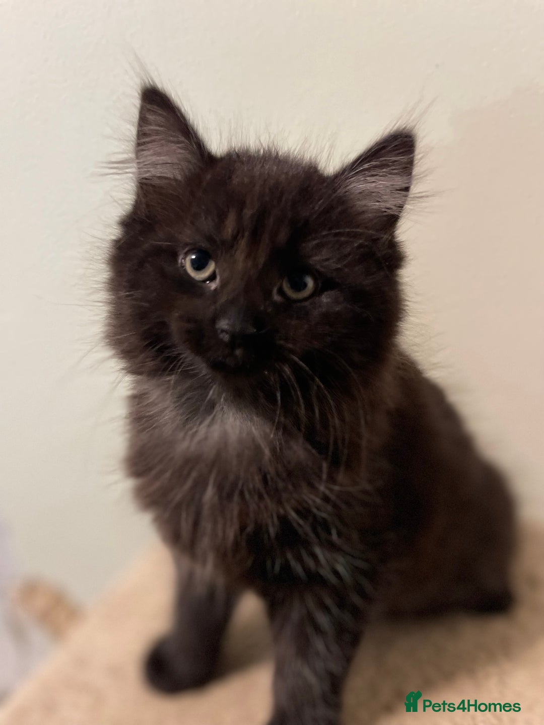 Mixed Breed cats for sale: Black Female kitten  - Advert 1