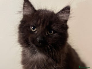 Mixed Breed cats Black Female kitten - Advert 1