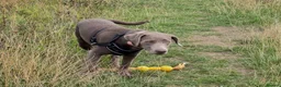 Labrador Retriever dogs for sale: 6 month old Labrador  - Advert 4
