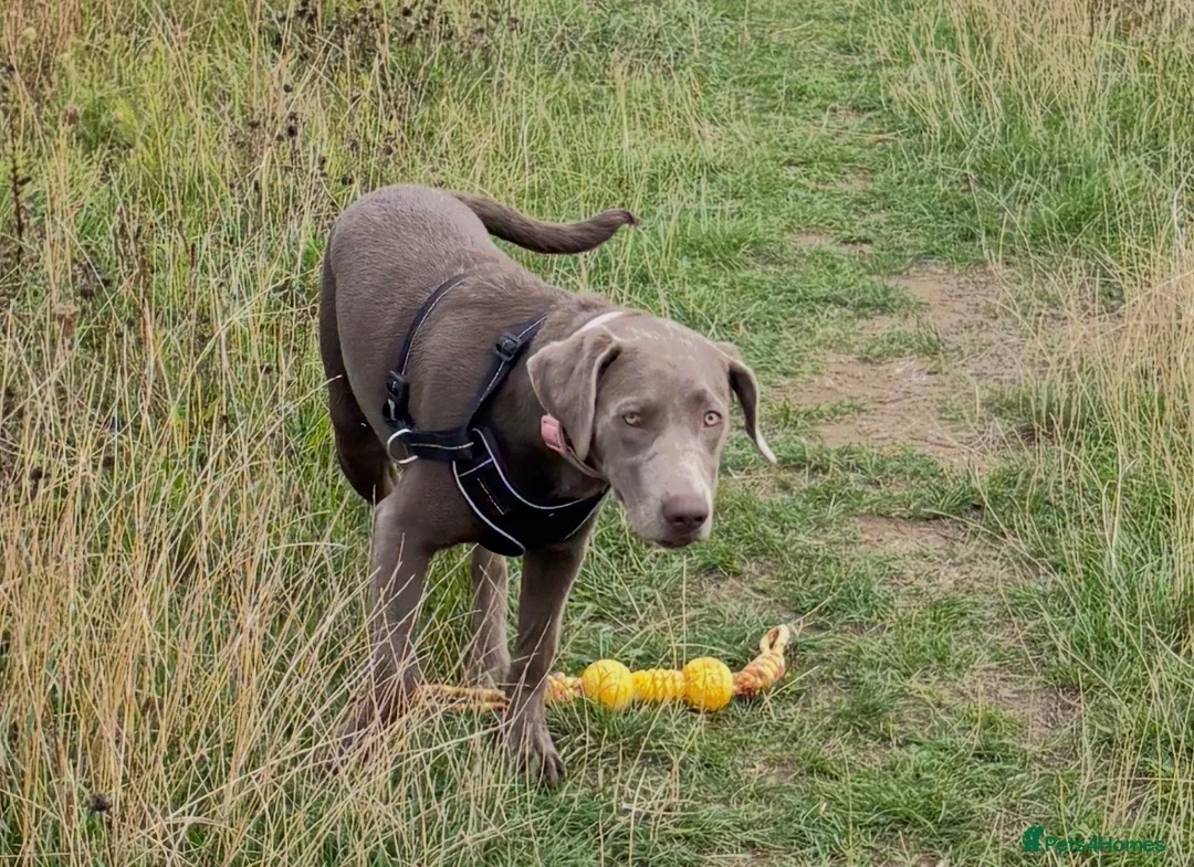 Labrador Retriever dogs for sale: 6 month old Labrador  - Advert 4