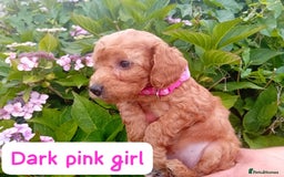 Goldendoodle dogs for sale: Stunning Miniature Goldendoodles - Image 18