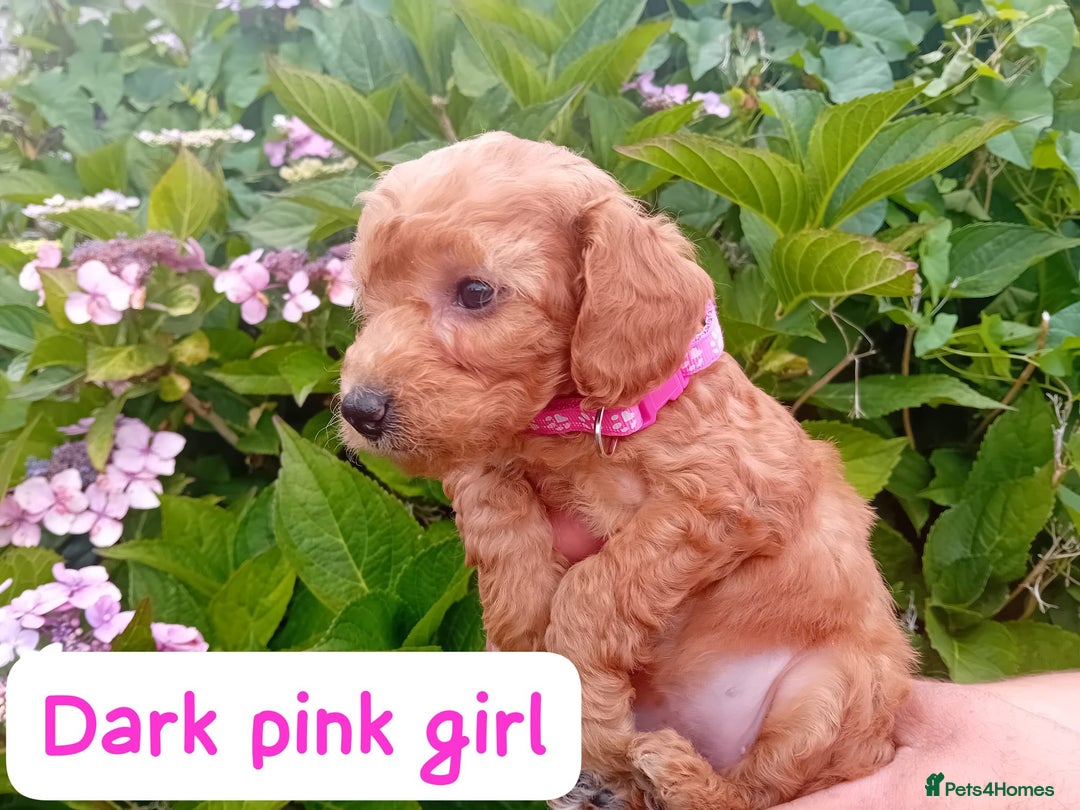 Goldendoodle dogs for sale: Stunning Miniature Goldendoodles - Image 18