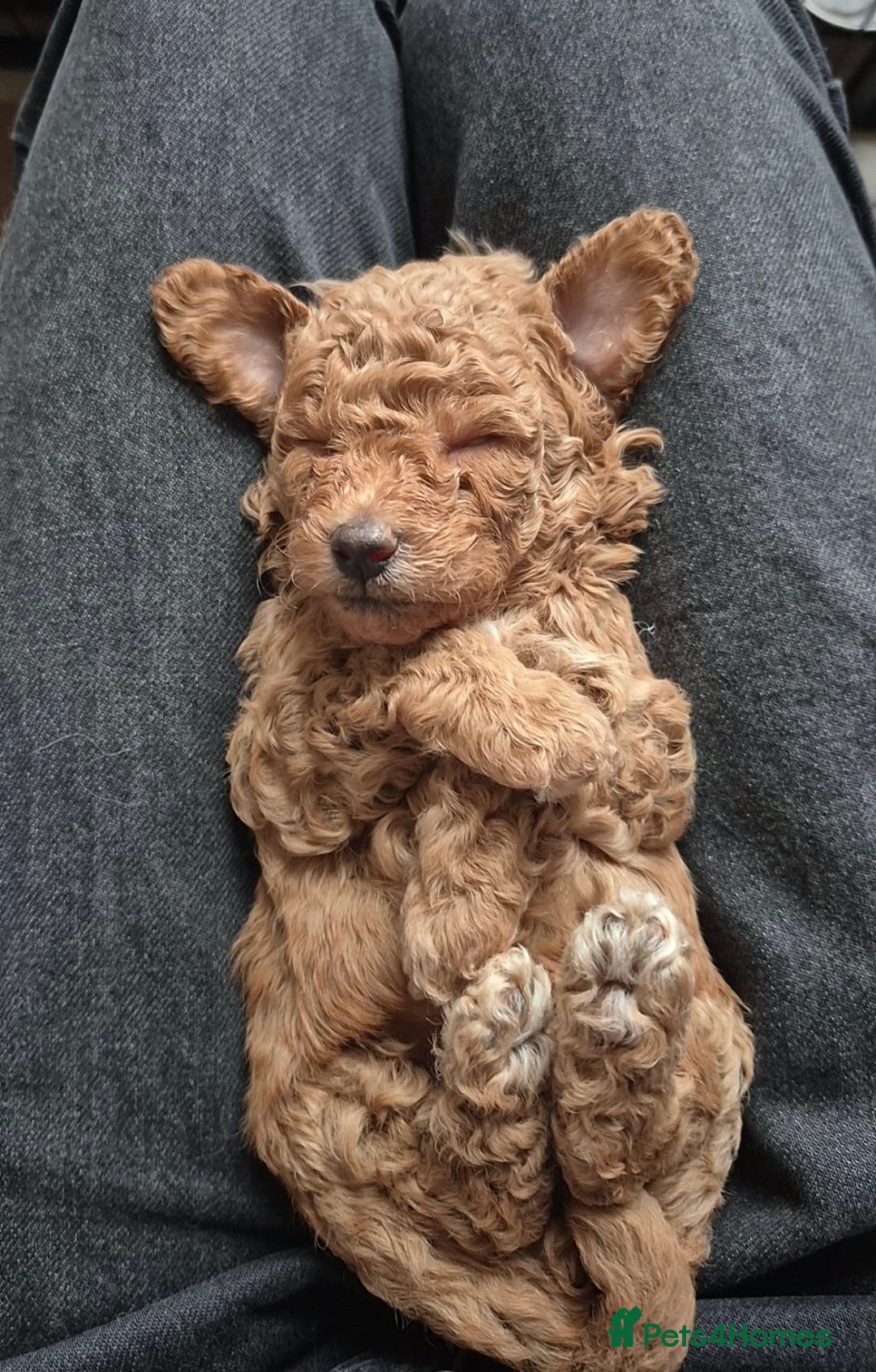 Maltipoo dogs for sale: ✨ Adorable Tiny Maltipoo Puppies For Sale! ✨  - Image 10