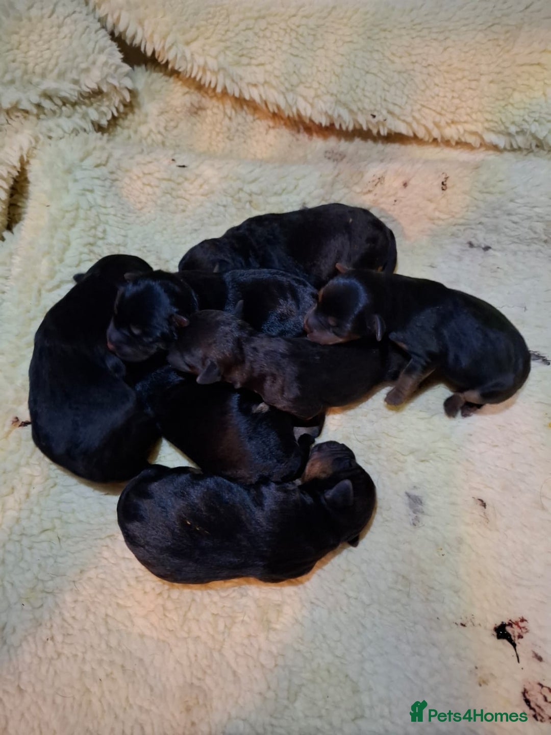 Lakeland Terrier dogs for sale: 🐾 Lakeland Terrier Puppies – Tag × Diesel 🐾 - Advert 11