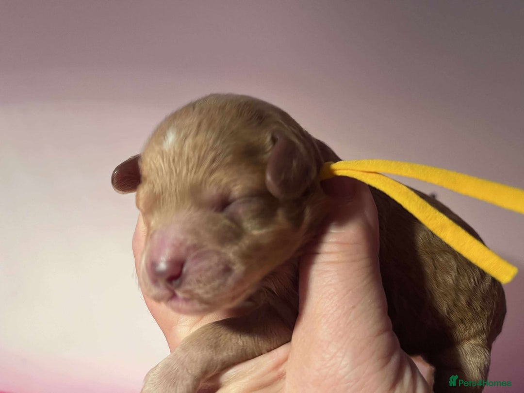 Cavapoo dogs for sale: 5⭐️Licensed+DNA tested+Vet Checked - Image 14