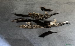 Mixed Breed cats for sale: Beautiful Kittens for sale!  - Image 18