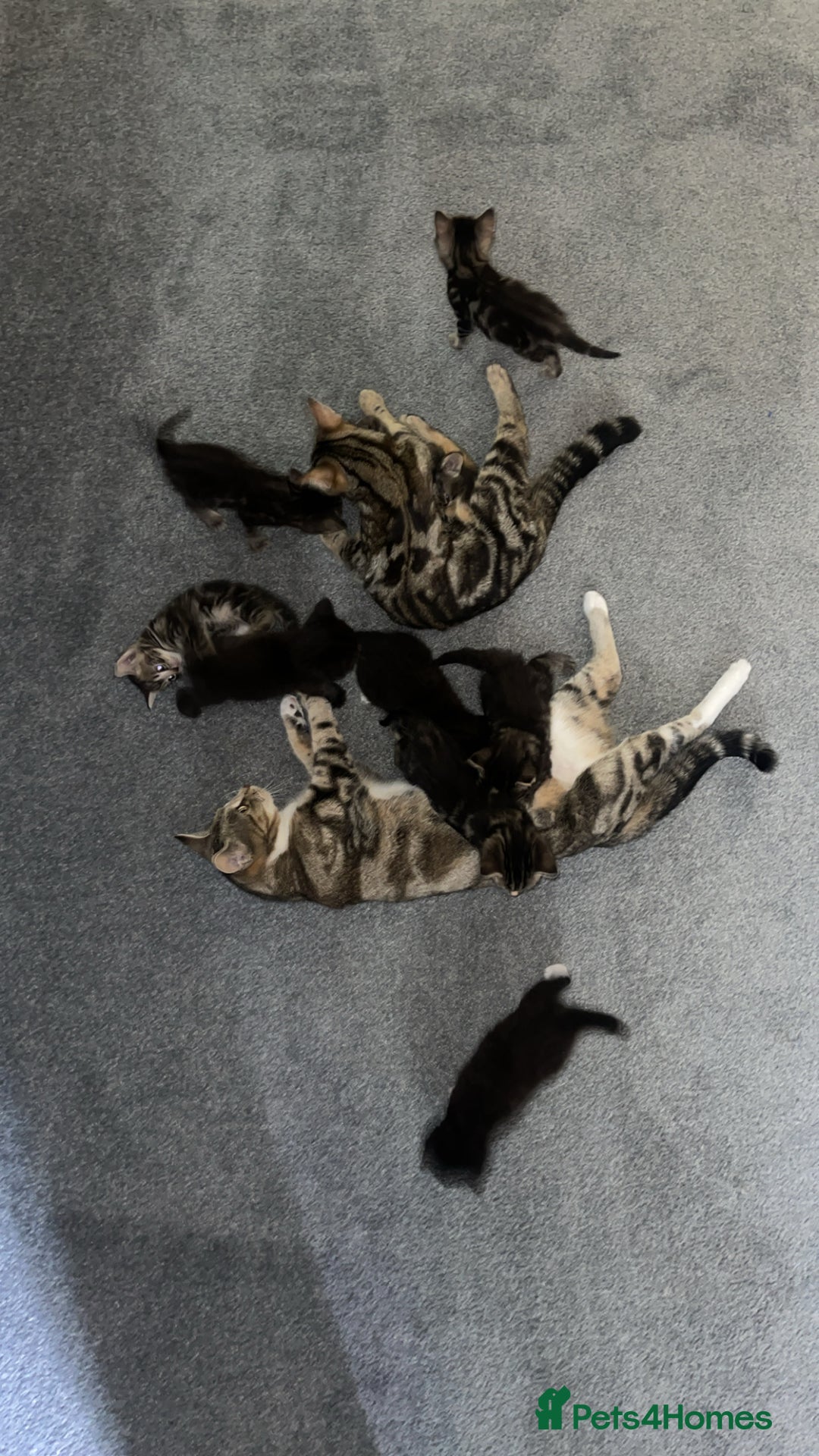 Mixed Breed cats for sale: Beautiful Kittens for sale!  - Image 18
