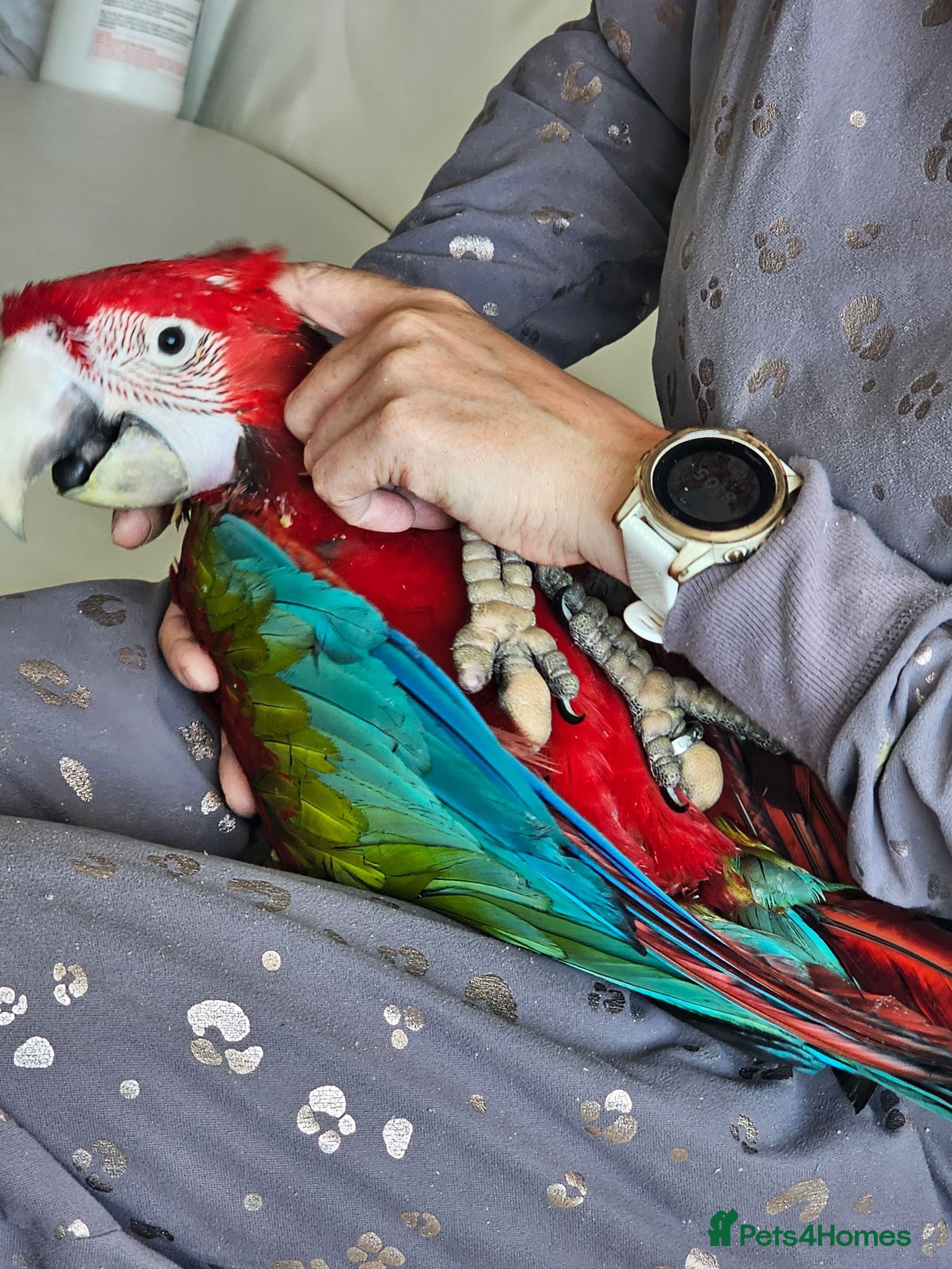 Macaws birds Gorgeous Baby Greenwing Macaws - Advert 2