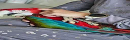 Macaws birds for sale: Gorgeous Baby Greenwing Macaws in Halifax - Advert 2