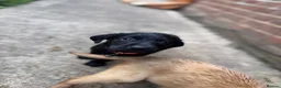 Labrador Retriever dogs for sale: Beautiful Labrador Puppies Ready for Loving Homes - Advert 9