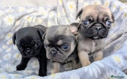 Pug dogs for sale: Quality PUG puppies. Fawn.Black and Blue/Tan - Image 2