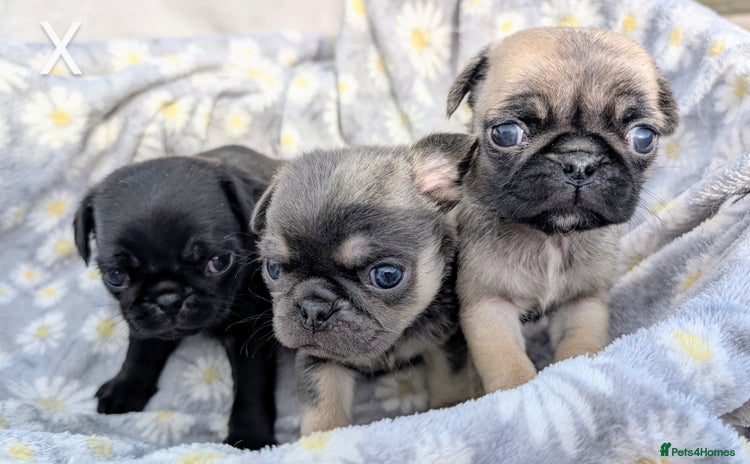 Pug dogs - Advert 6