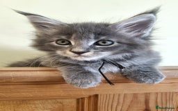Maine Coon cats for sale: 💥Maine Coon,TICA ,CHAMPION RUSSIAN BLOODLINES💥 - Image 24
