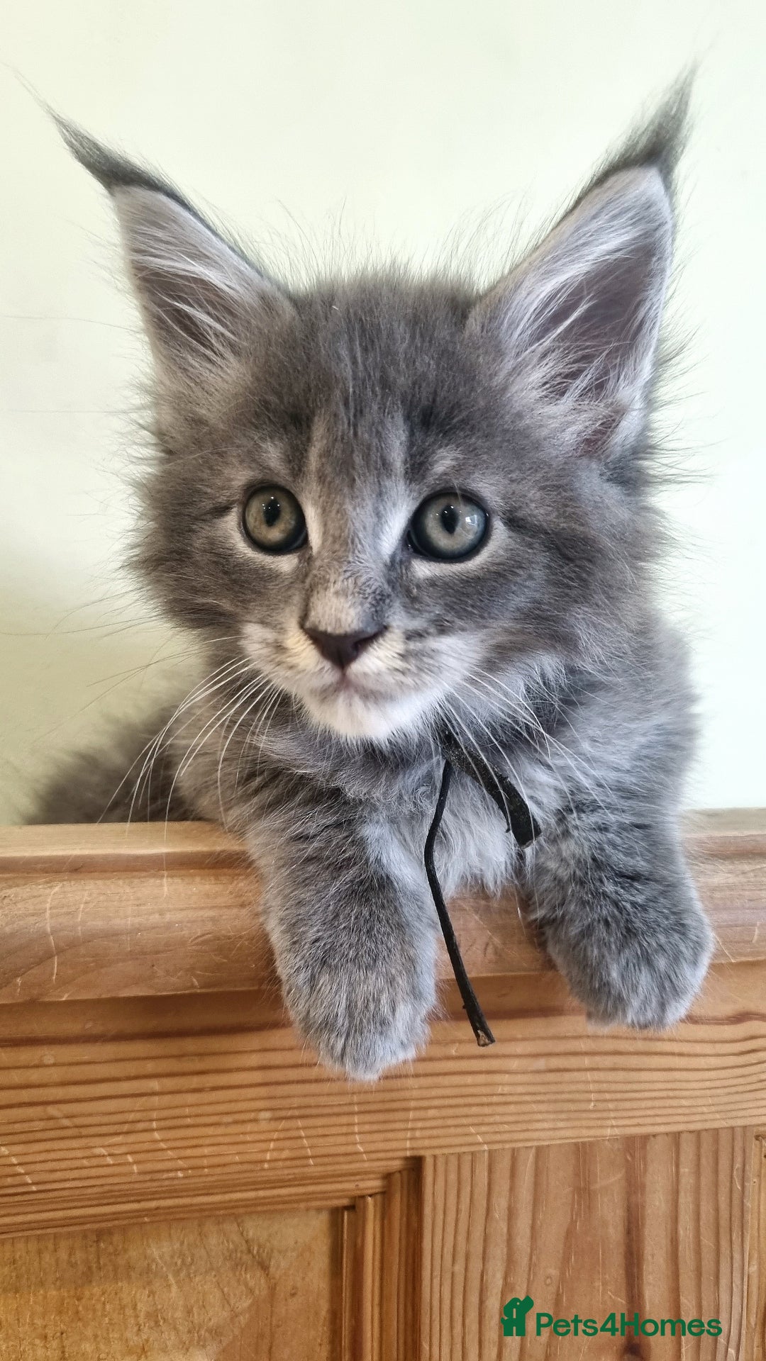 Maine Coon cats for sale: 💥Maine Coon,TICA ,CHAMPION RUSSIAN BLOODLINES💥 - Image 24