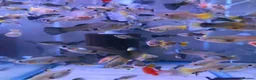 Live Bearers fish for sale: Assorted endlers, guppys and hybrids in Kingston upon Thames - Advert 1