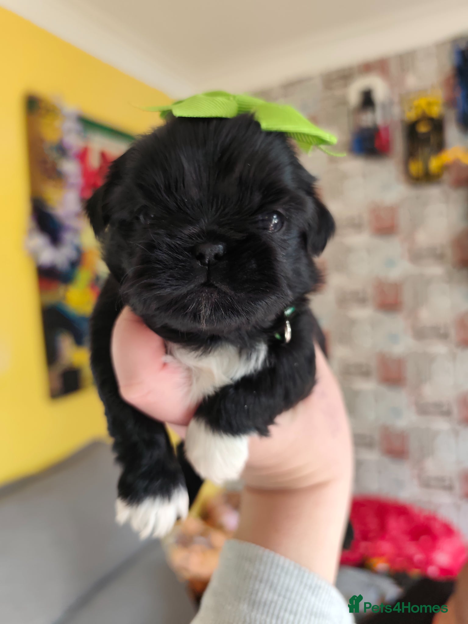 Shih Tzu dogs Gorgeous  shish tzu puppies  - Advert 1
