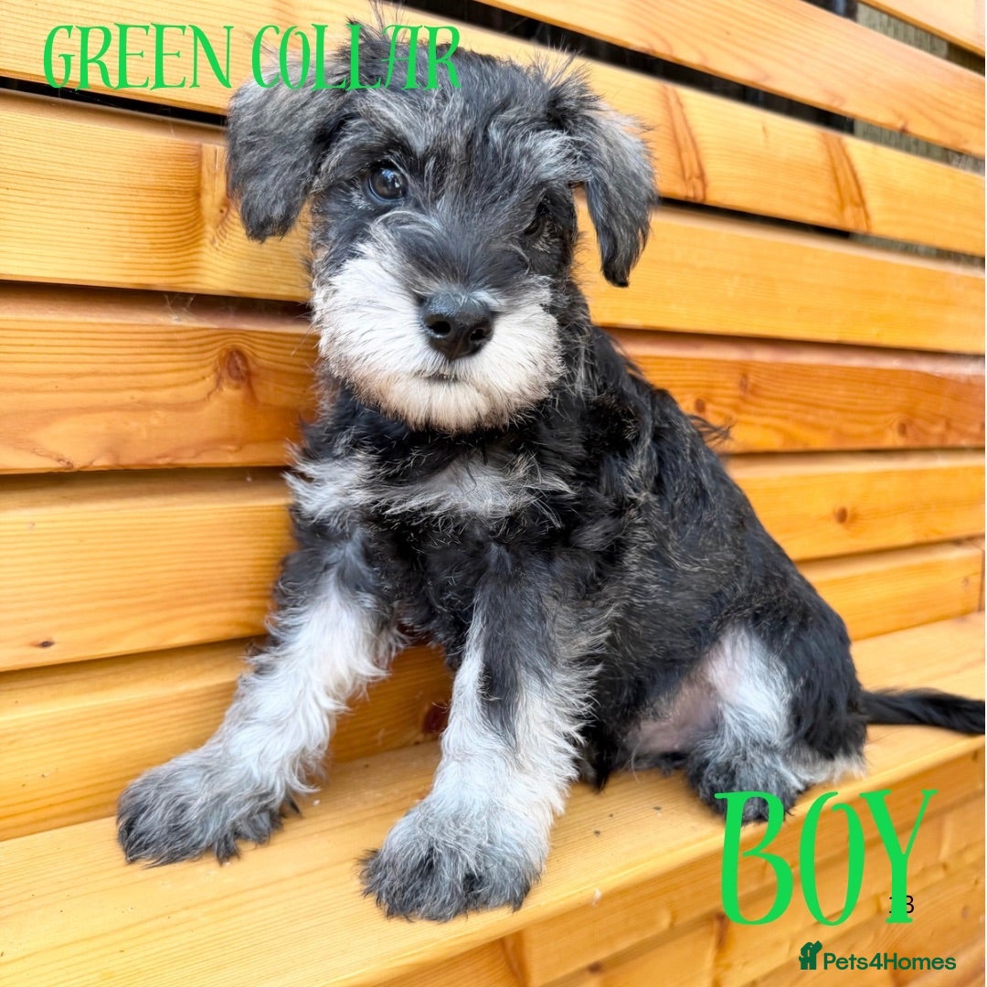 Miniature Schnauzer dogs Beautiful KC Miniature Schnauzers  - Advert 2