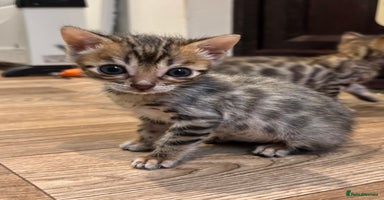 Bengal cats - Advert 7
