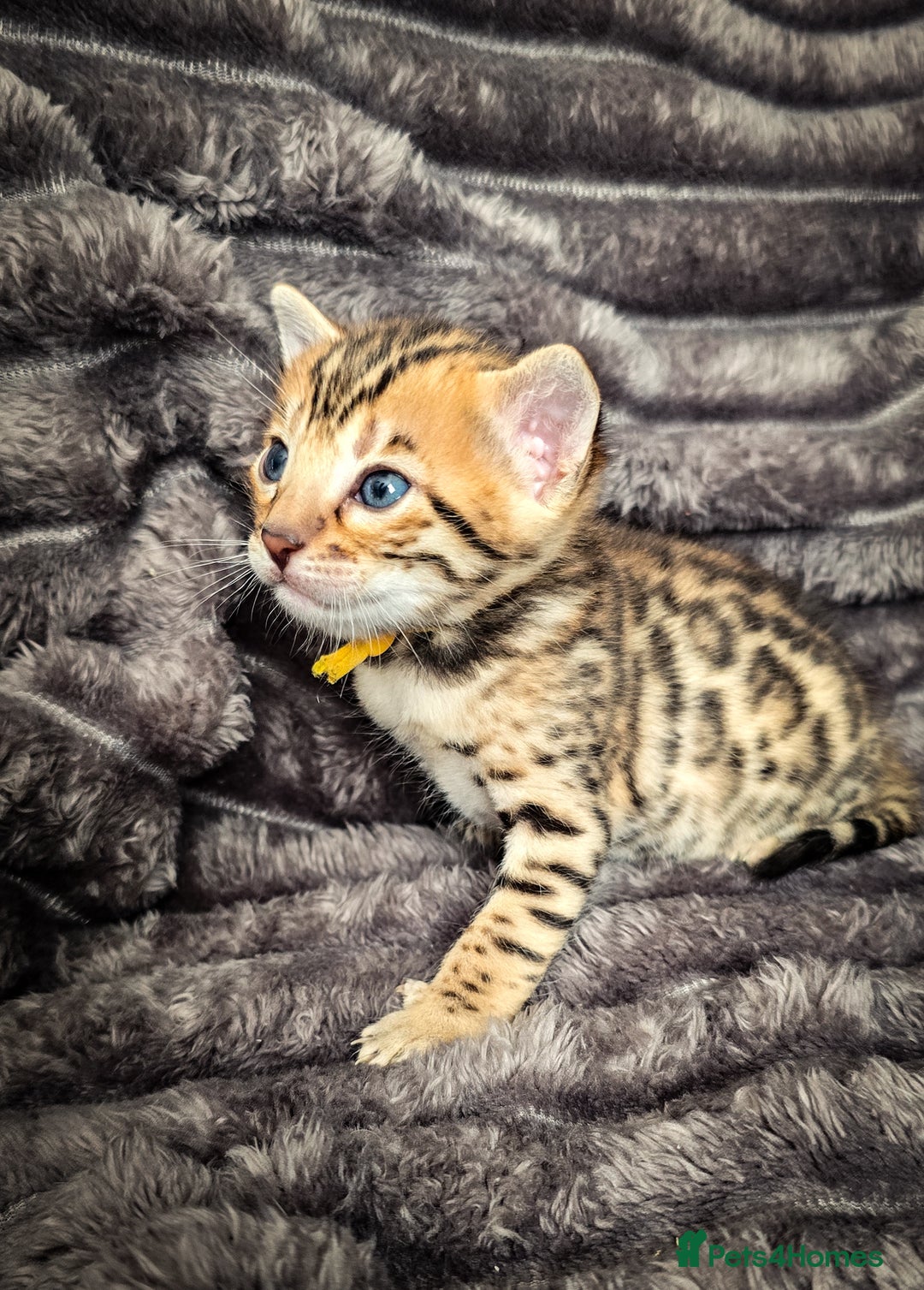 Bengal cats for sale: TICA Champion 2 boys available for reservation! - Advert 7
