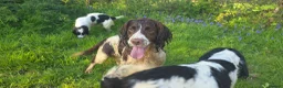English Springer Spaniel dogs for sale: ⭐️ KC Home Reared Tested Springer Pups ⭐️ - Advert 18