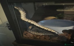 Snake reptiles for sale: Collection of snakes - Image 9