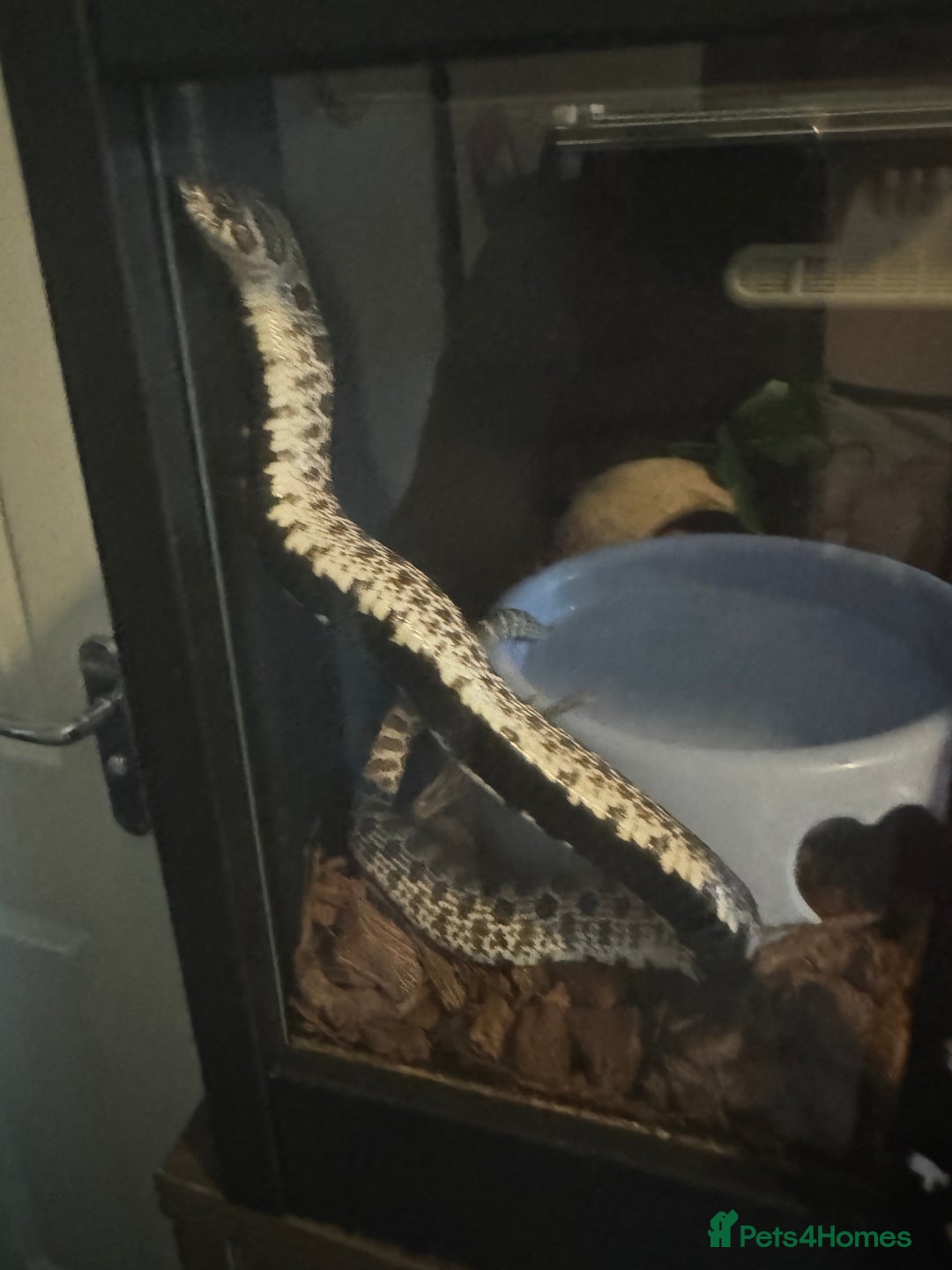 Snake reptiles for sale: Collection of snakes - Image 9
