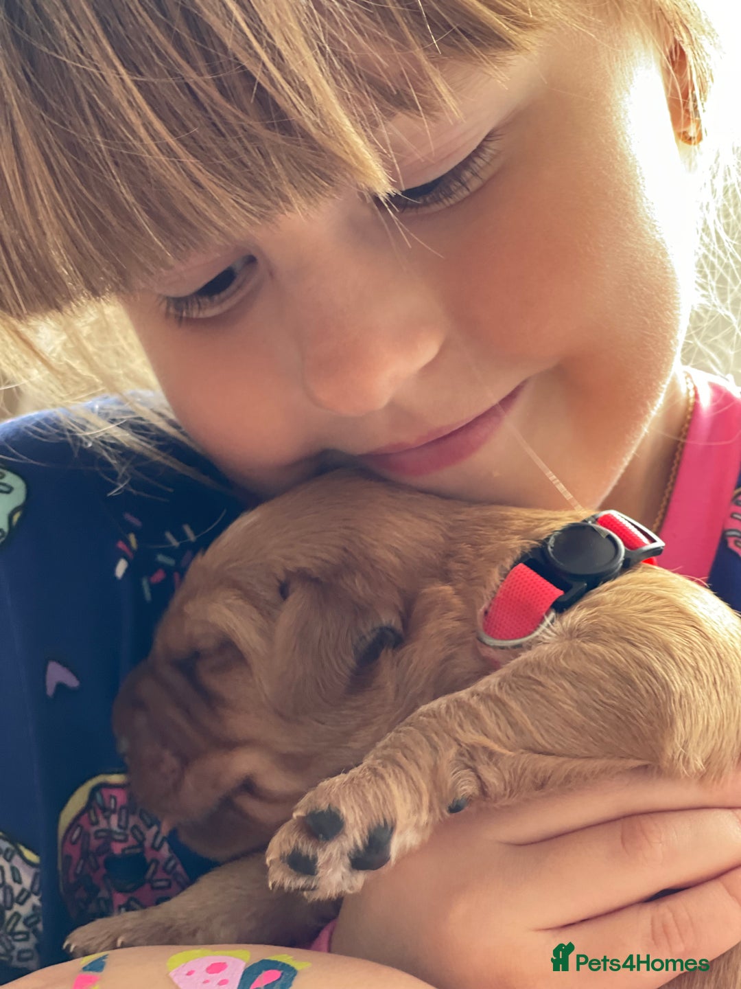 Australian Labradoodle dogs for sale: Australian Labradoodle Puppies F1b - Image 10
