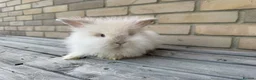 Mixed Breed rabbits for sale: Beautiful Teddywidder Rabbits – Loving Homes - Advert 1