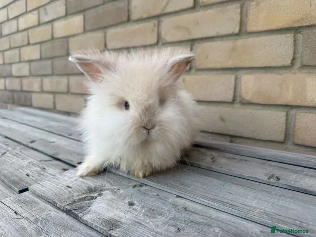 Mixed Breed rabbits for sale: Beautiful Teddywidder Rabbits – Loving Homes - Advert 1