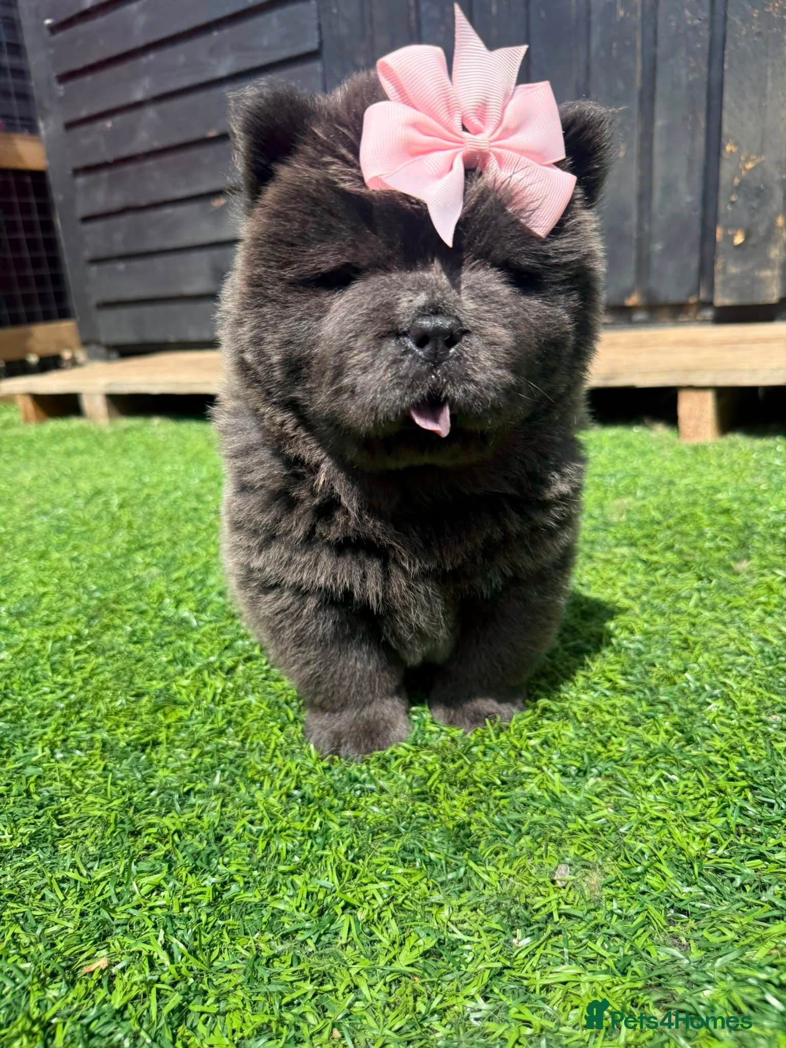 Chow Chow dogs 🐾🧸💙KC REGISTERED BLUE CHOW CHOW PUPPIES🐾🧸💙 - Advert 2