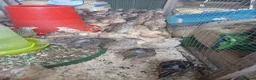 Quail poultry for sale: Pol quail - Advert 2