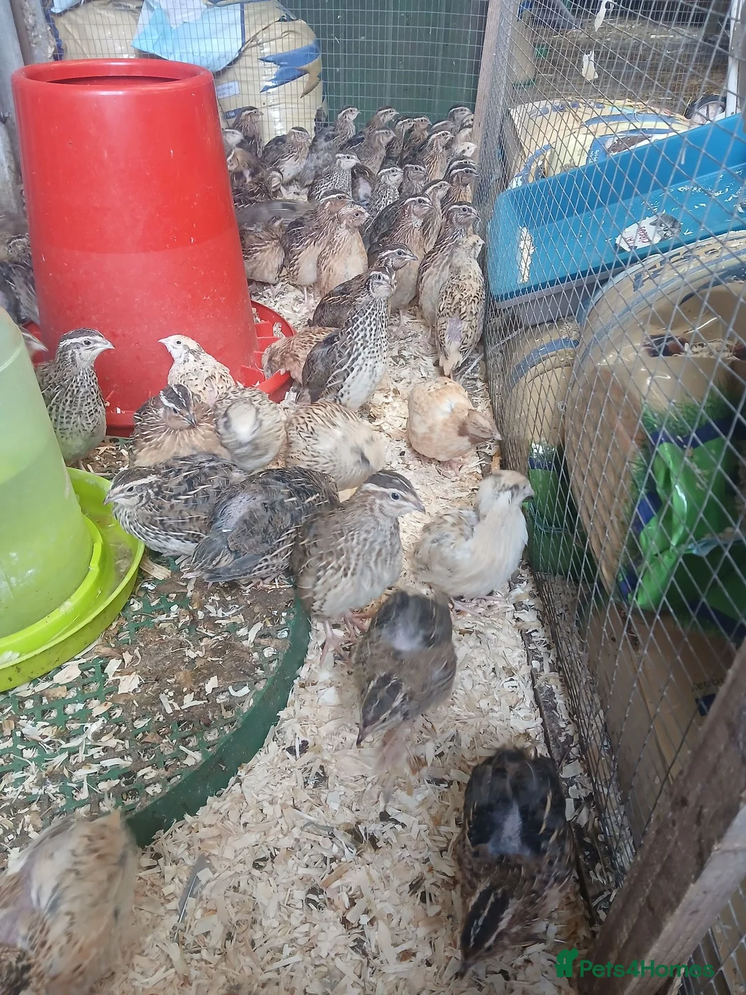 Quail poultry for sale: Pol quail - Advert 2
