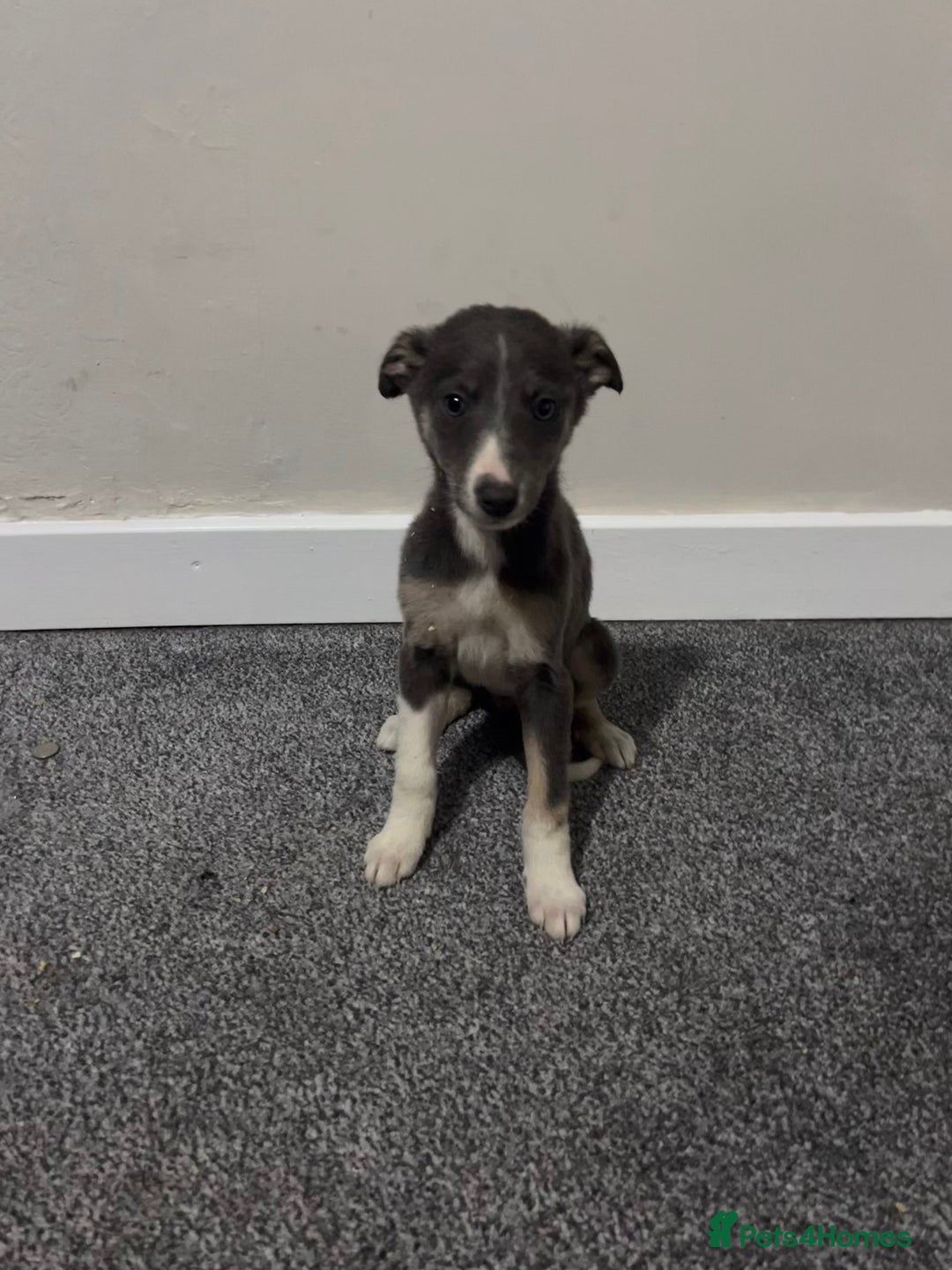 Whippet dogs for sale: Beautiful whippet puppies  - Advert 2