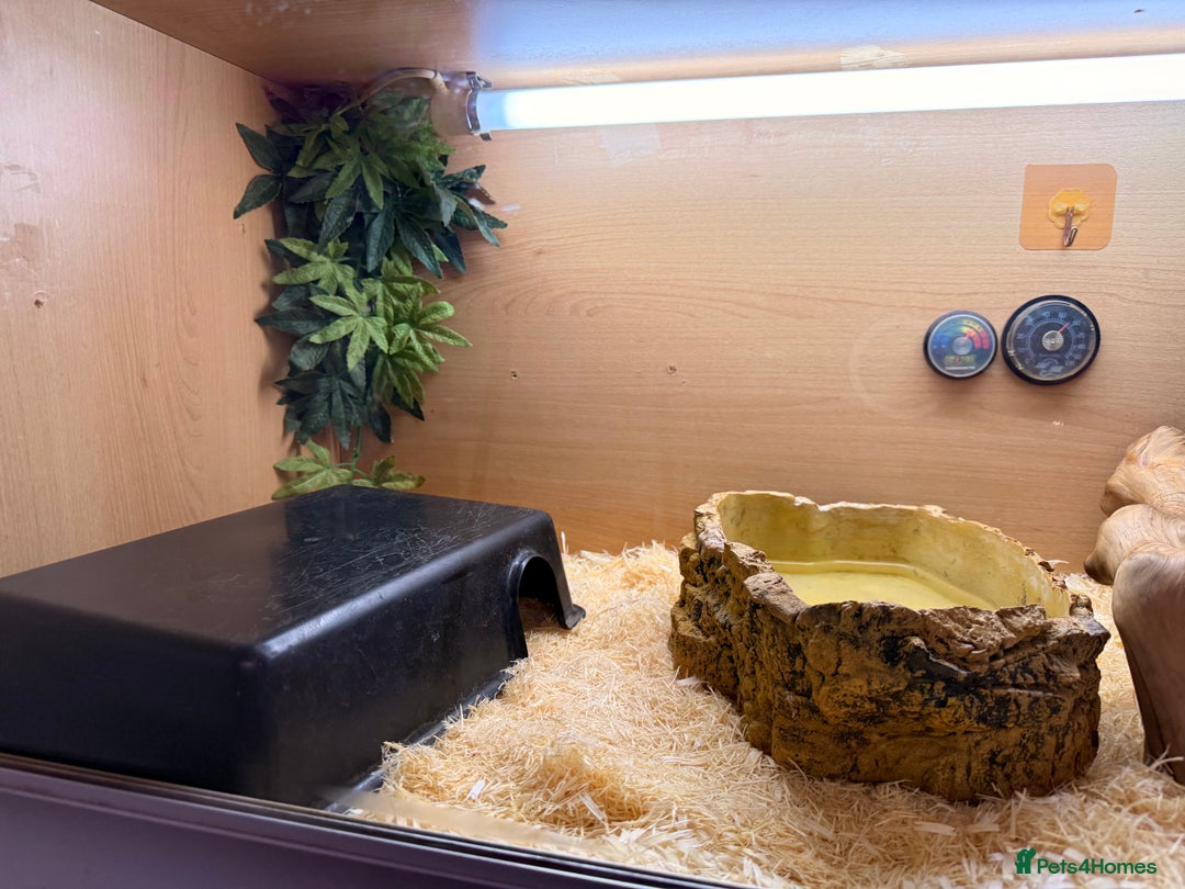 Python Snake reptiles for sale: Elizabeth looking for new home ;)  - Advert 2