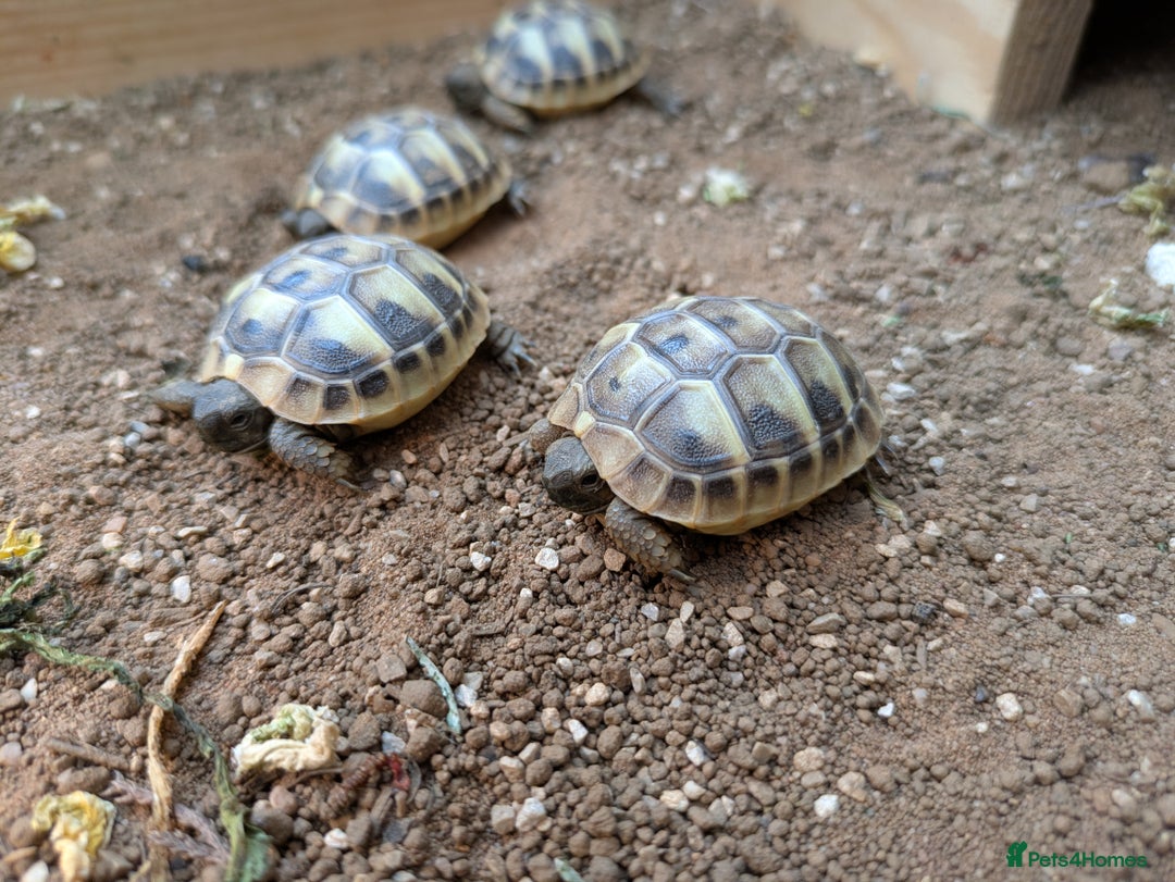 Tortoise reptiles for sale: For Sale Hermann Tortoise - Image 5