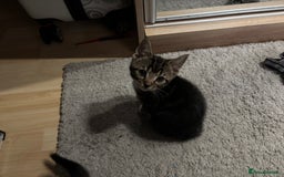 Domestic Shorthair cats for sale: Friendly cute kittens for sale ready to leave  - Image 6