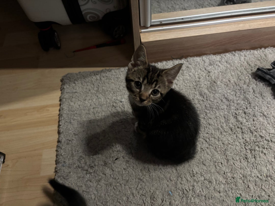 Domestic Shorthair cats for sale: Friendly cute kittens for sale ready to leave  - Image 6