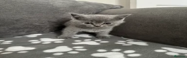 British Shorthair Kitten 2