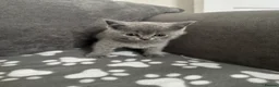 British Shorthair cats for sale: British Shorthair Kittens **Ready Now!** - Advert 4