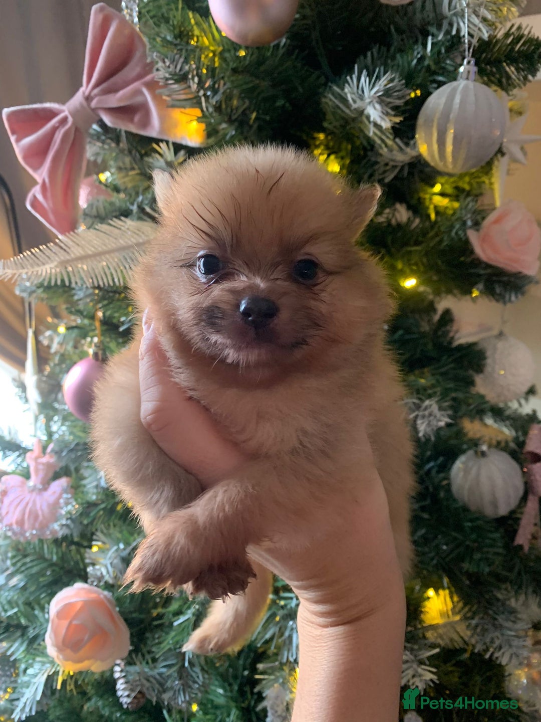 Pomeranian dogs for sale: Pomeranian puppies   - Advert 6