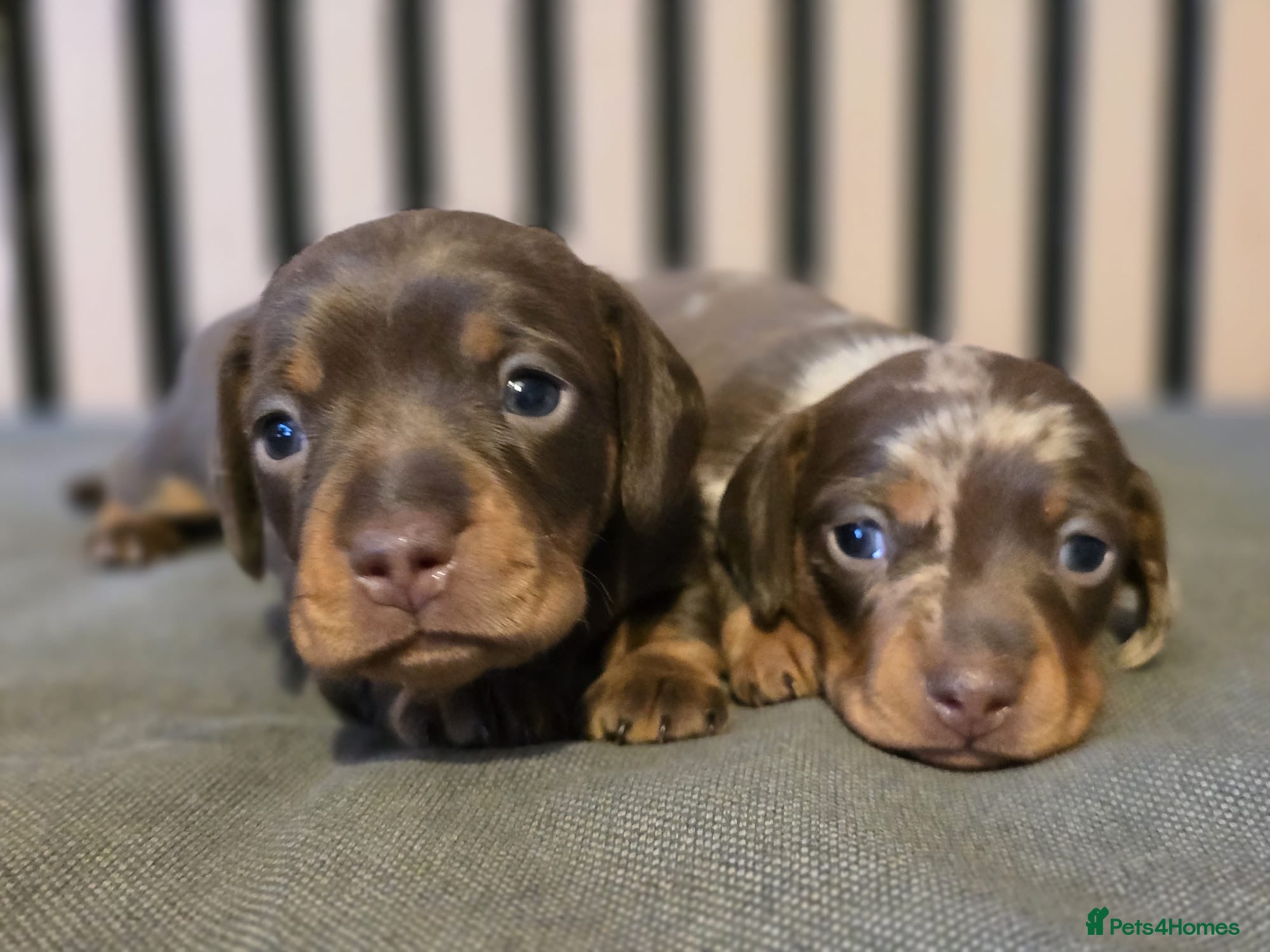 Miniature Dachshund dogs Pedigree miniature Dachshund baby girls - Advert 1