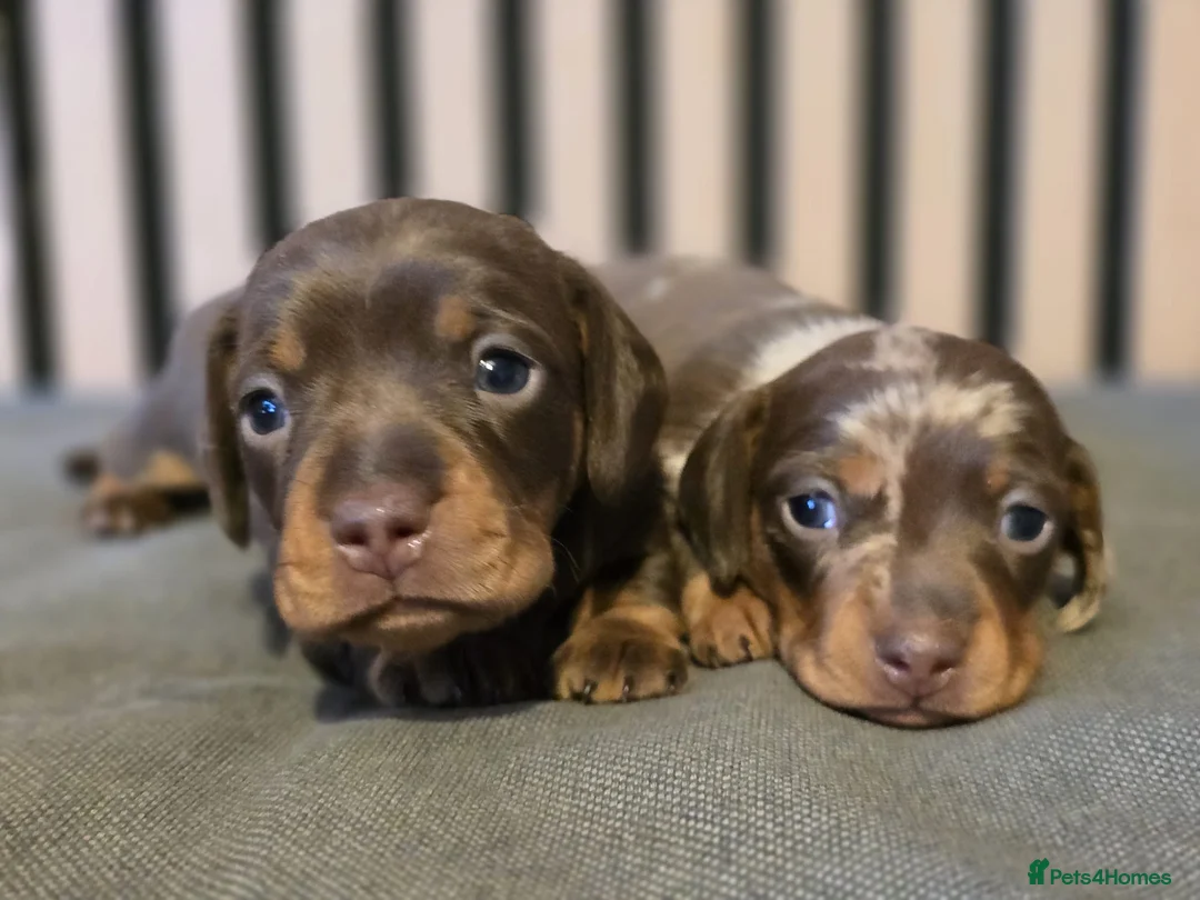 Miniature Dachshund dogs for sale: Pedigree miniature Dachshund baby girls - Advert 1