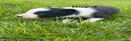 Border Collie dogs for sale: ⭐️BORDER COLLIE PUPS⭐️ READY TO GO - Advert 32