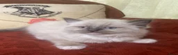 Mixed Breed cats for sale: Ragdoll and Thai kittens - Advert 26