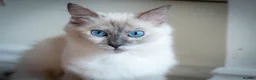 Ragdoll cats for sale: Stunning Ragdolls Available Now. - Advert 13